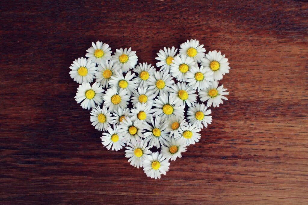 daisies, heart, daisy heart