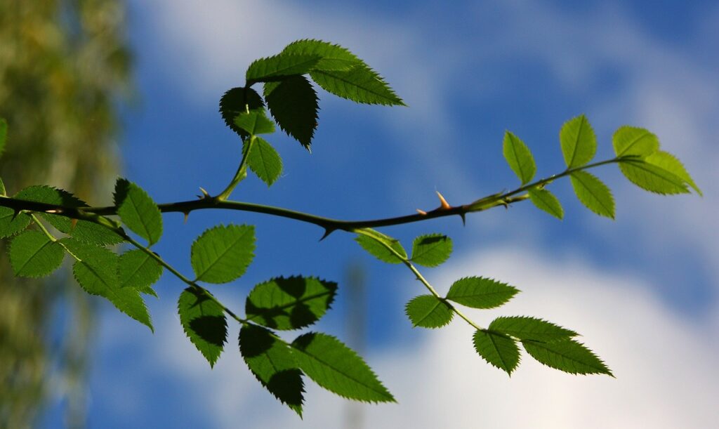 heaven, branch, green