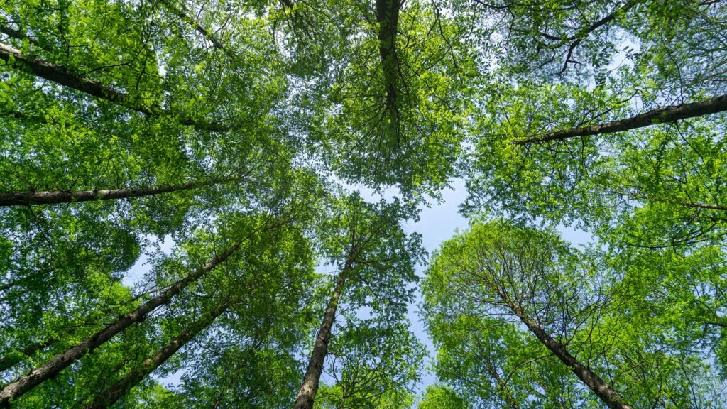 tree, nature, wood